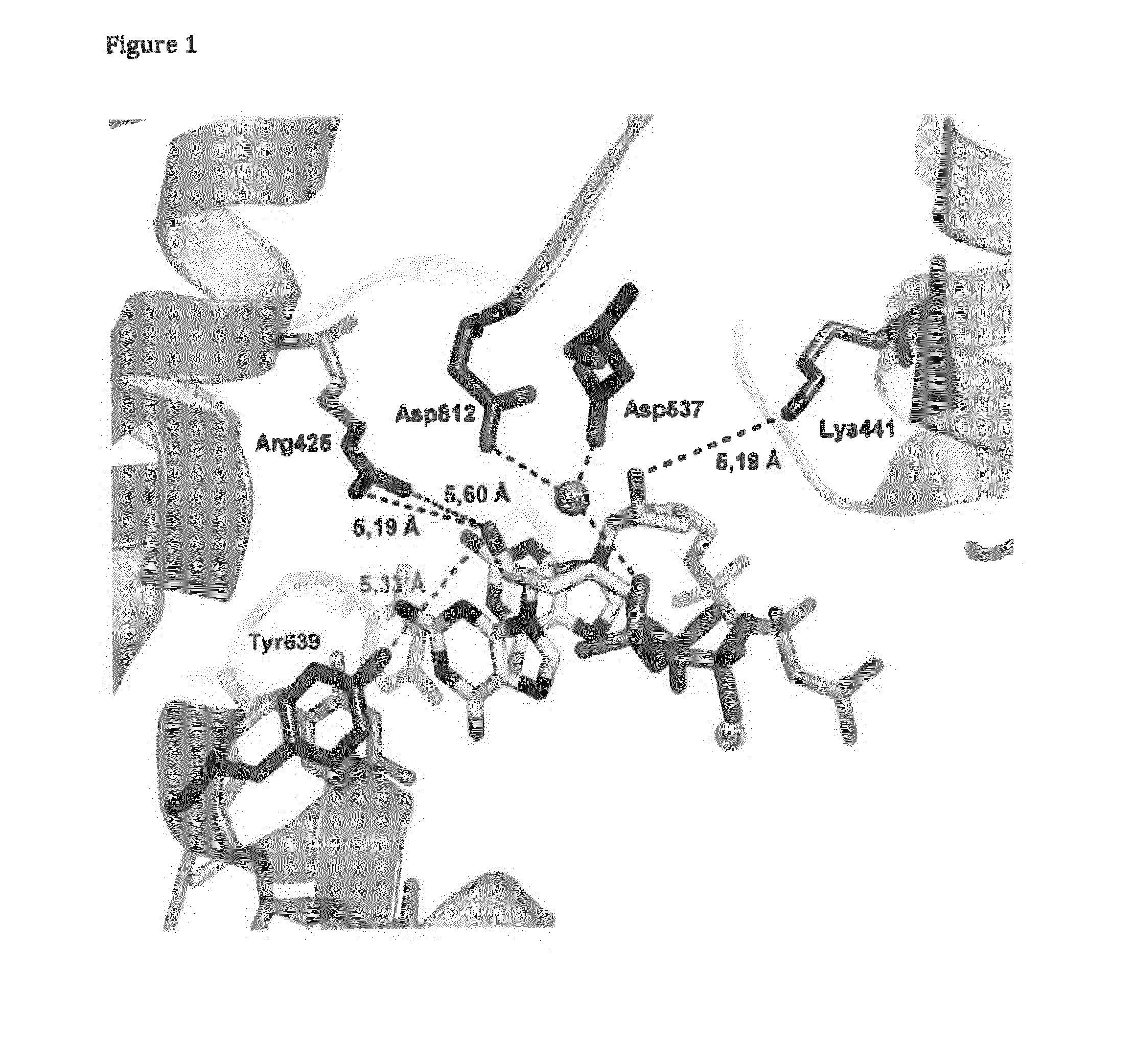 T7 RNA polymerase variants and methods of using the same