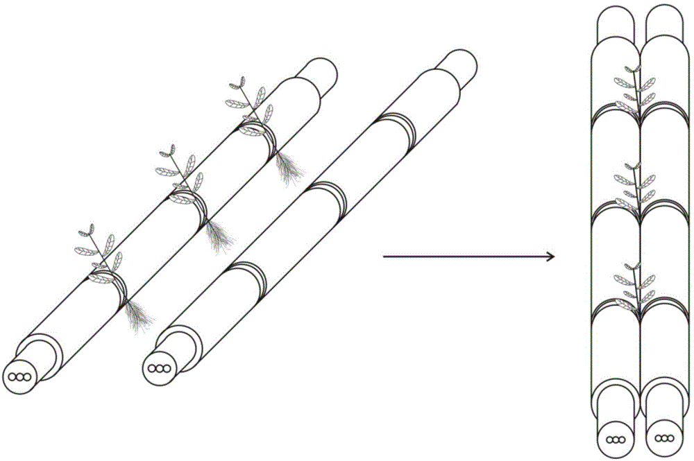 Method for producing virus-free mini-potatoes and potato atomization cultivation box