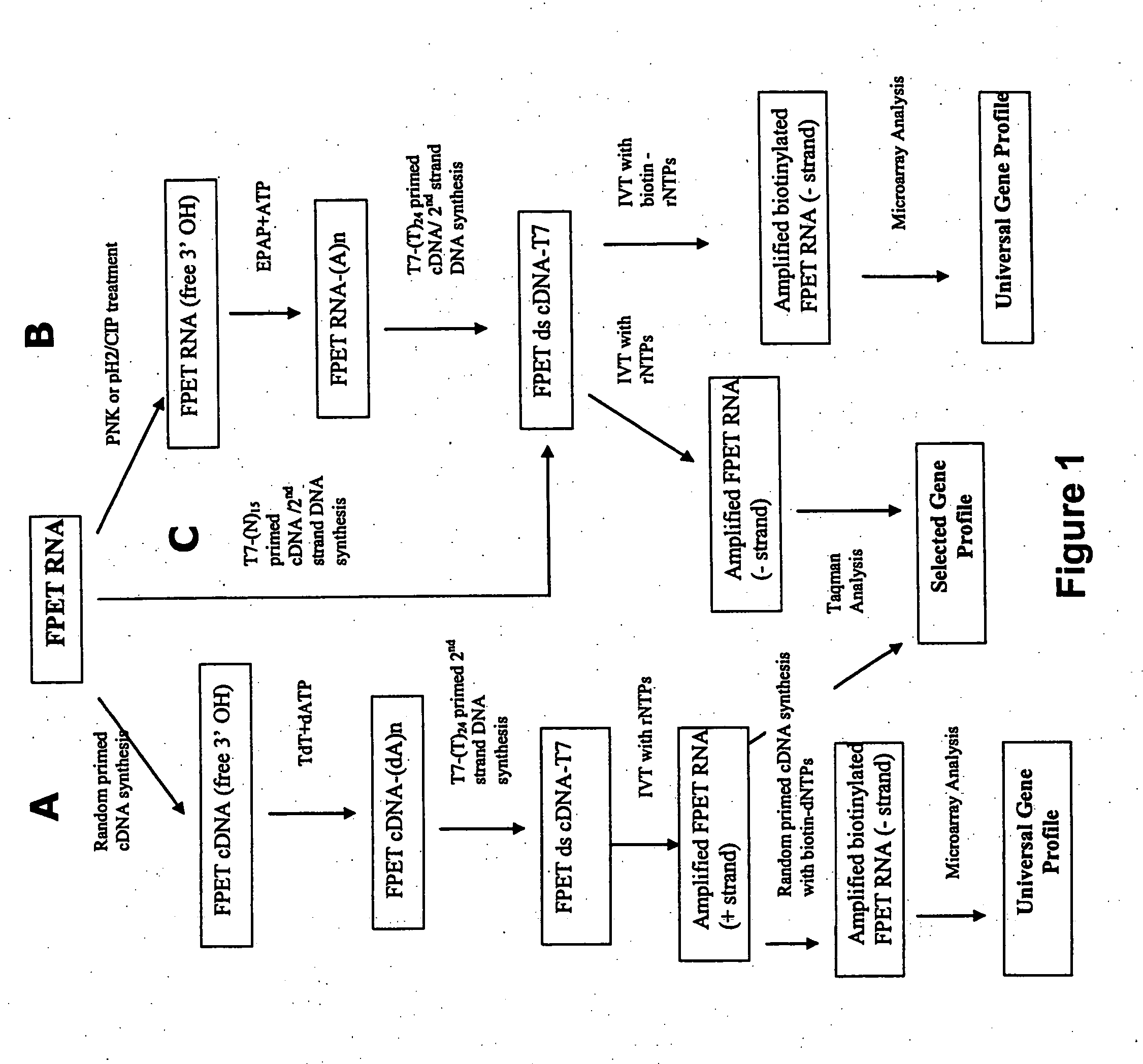 Universal amplification of fragmented RNA