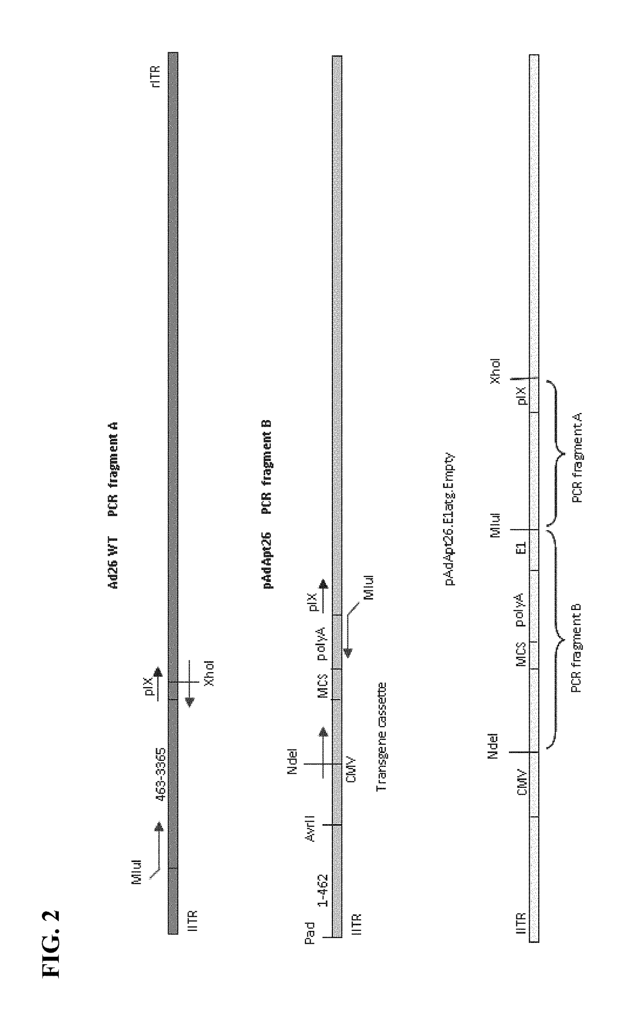 Replicating recombinant adenovirus vectors, compositions, and methods of use thereof