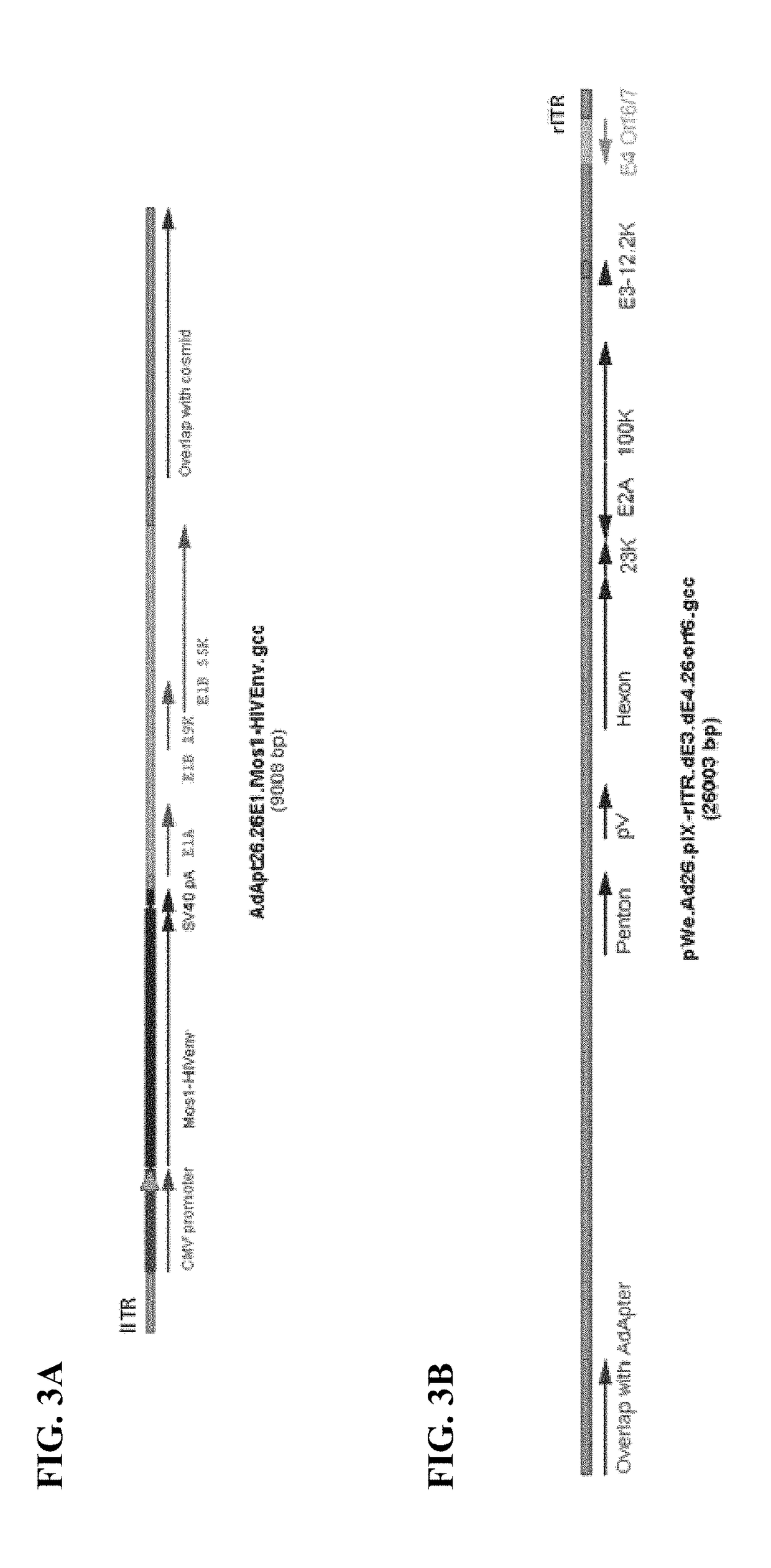 Replicating recombinant adenovirus vectors, compositions, and methods of use thereof