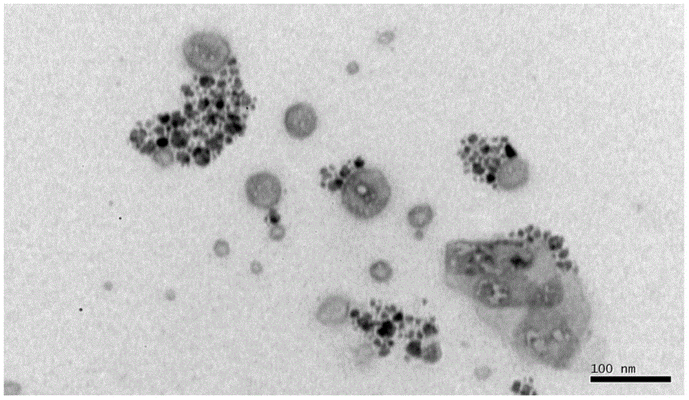 Magnetic molecularly imprinted polymer-fluorescence analysis method