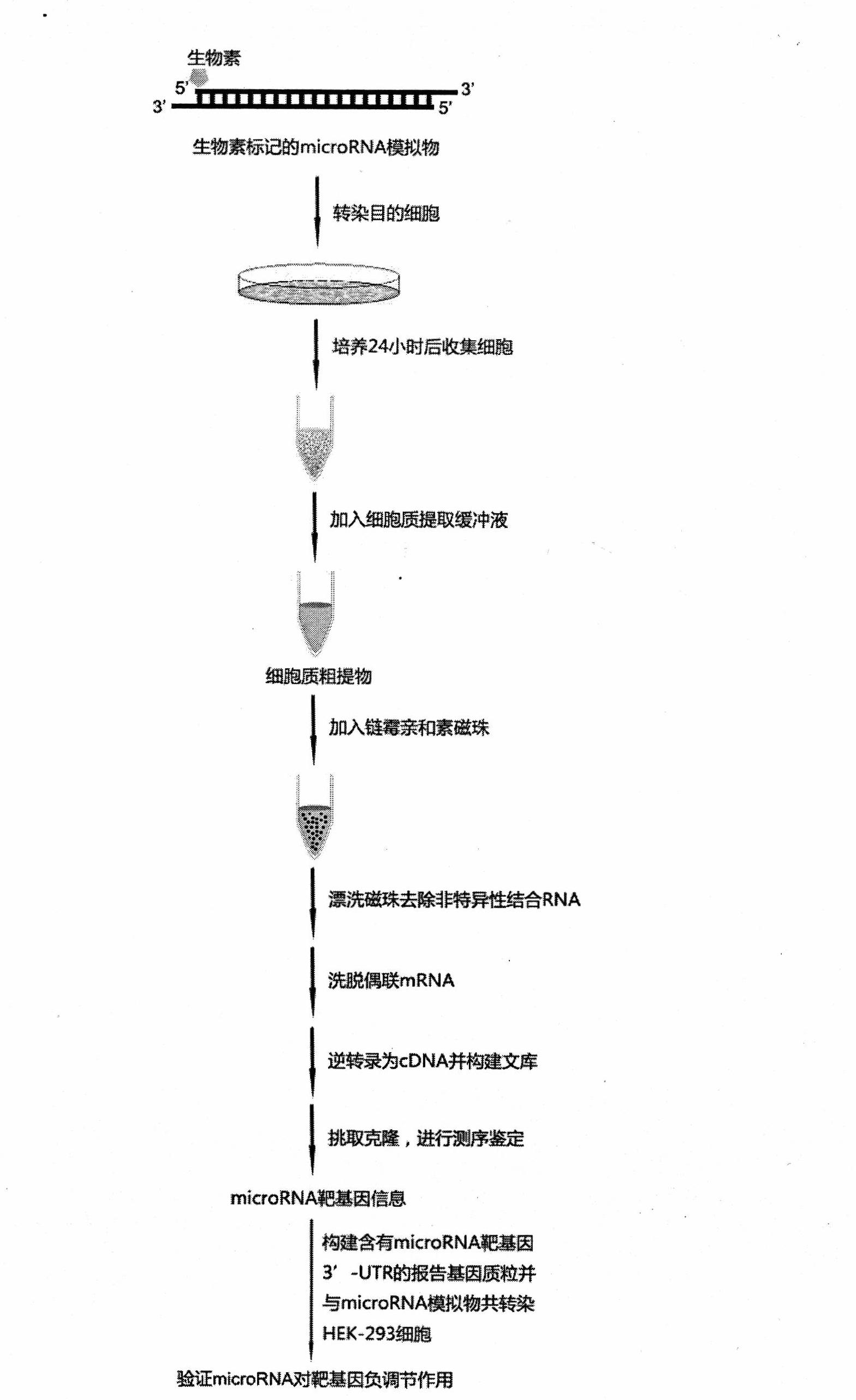 Novel method for screening microRNA (Ribose Nucleic Acid) target genes at high flux