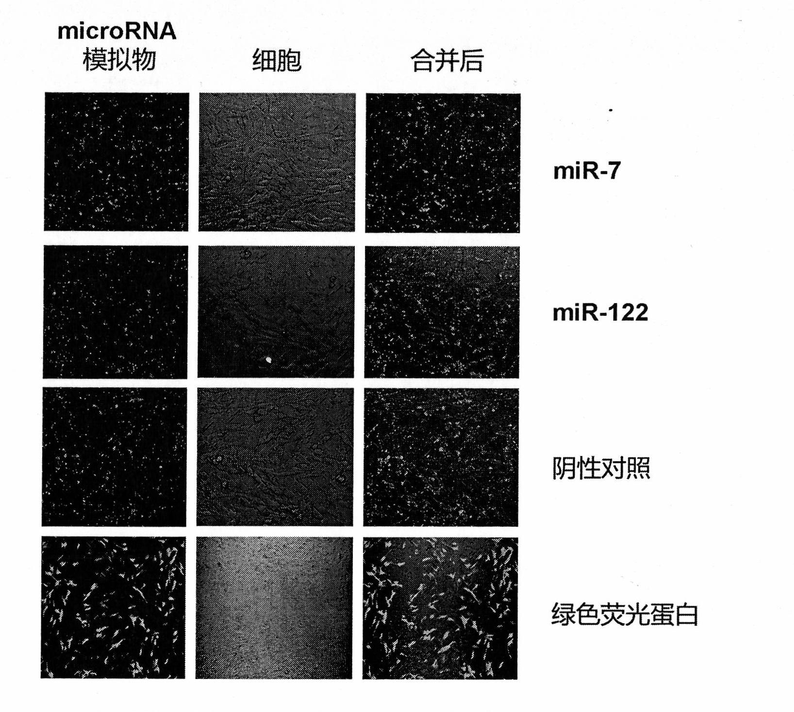 Novel method for screening microRNA (Ribose Nucleic Acid) target genes at high flux