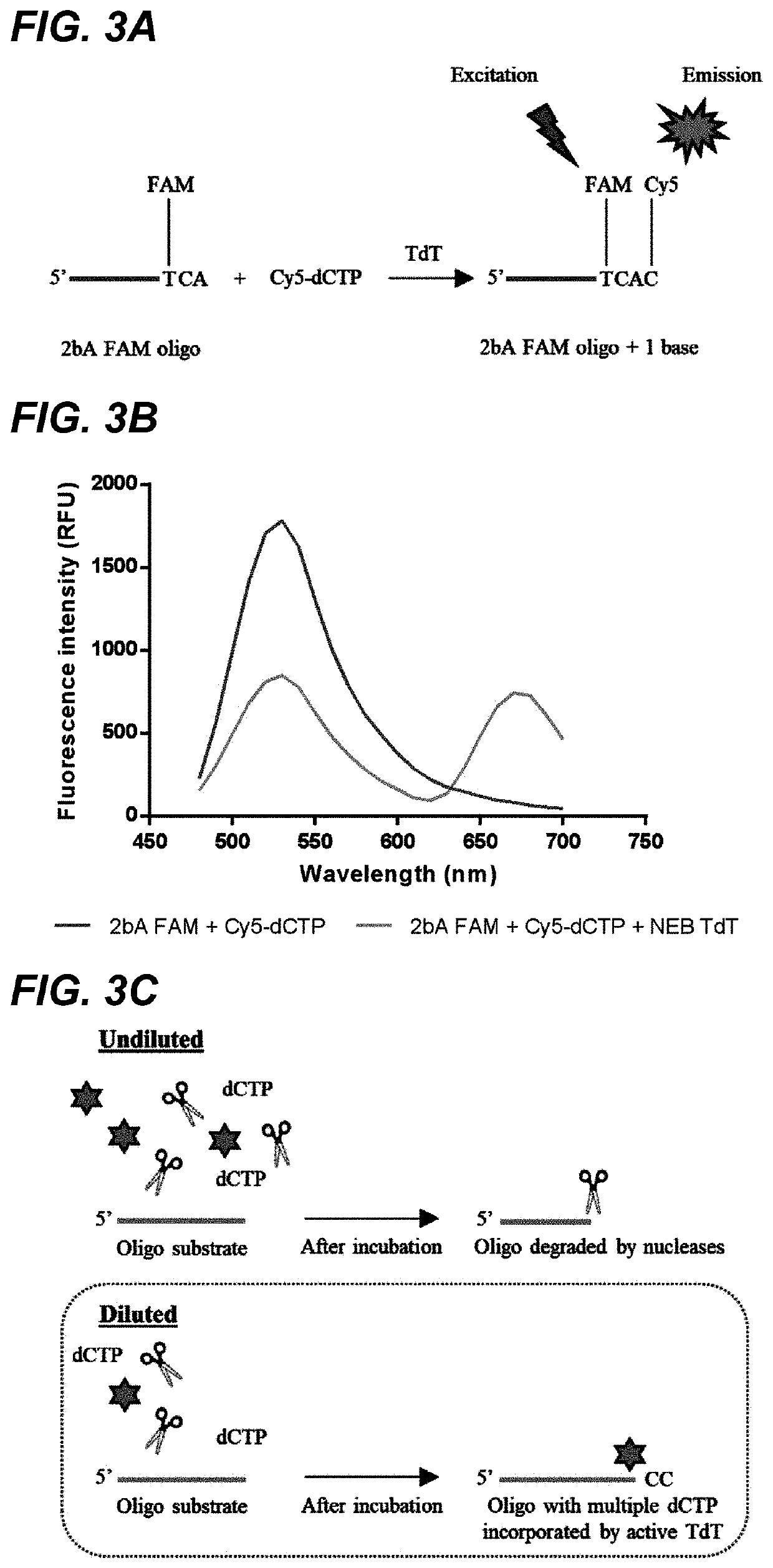 Thermostable terminal deoxynucleotidyl transferase