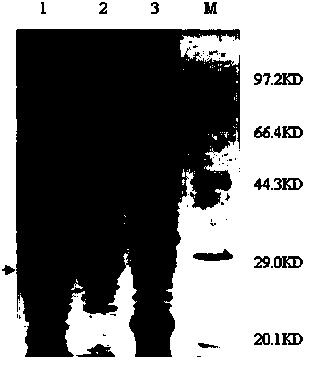 Antibovine mycoplasma and Pasteurella multocida mixed protein spray