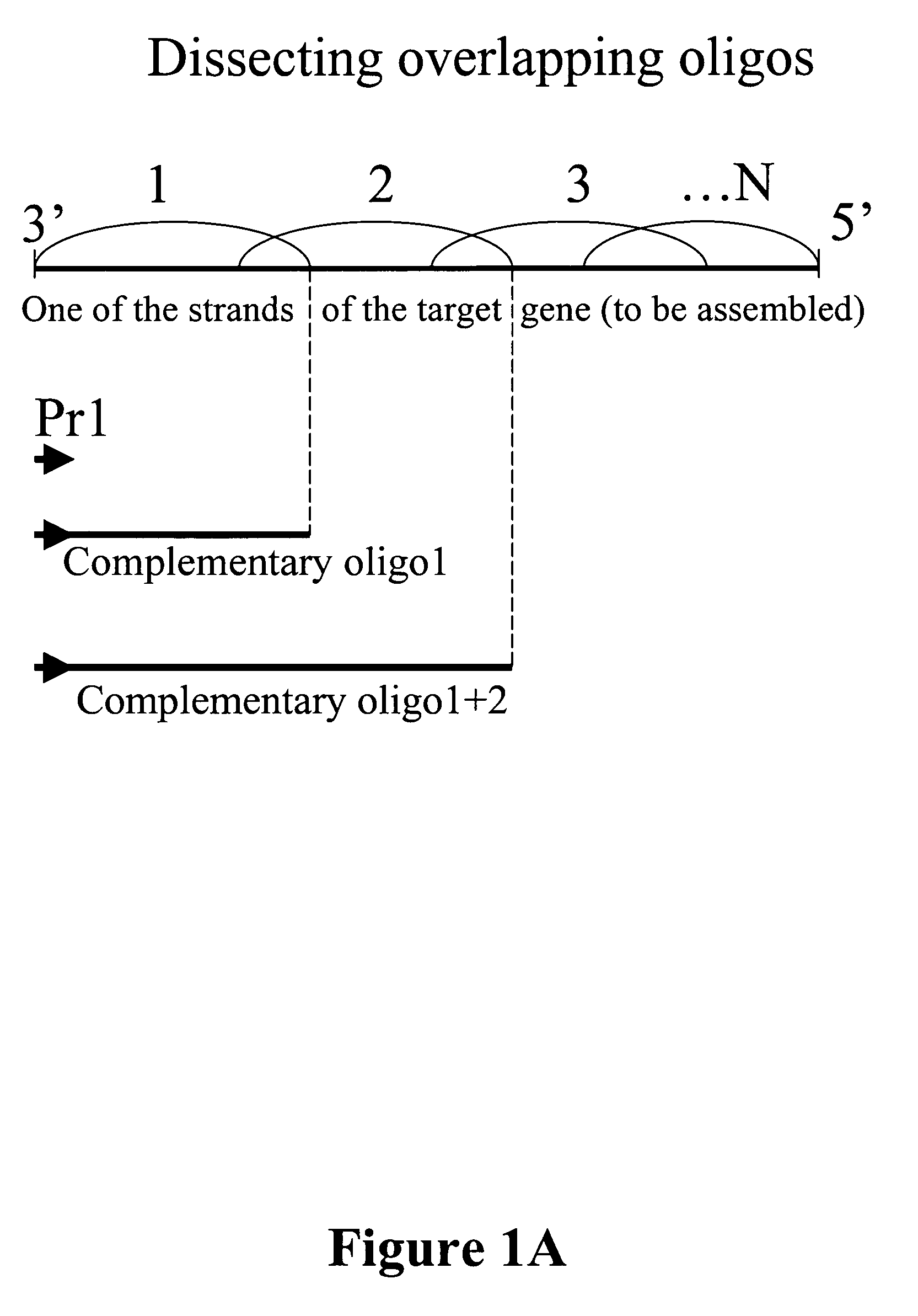 Microarray synthesis and assembly of gene-length polynucleotides