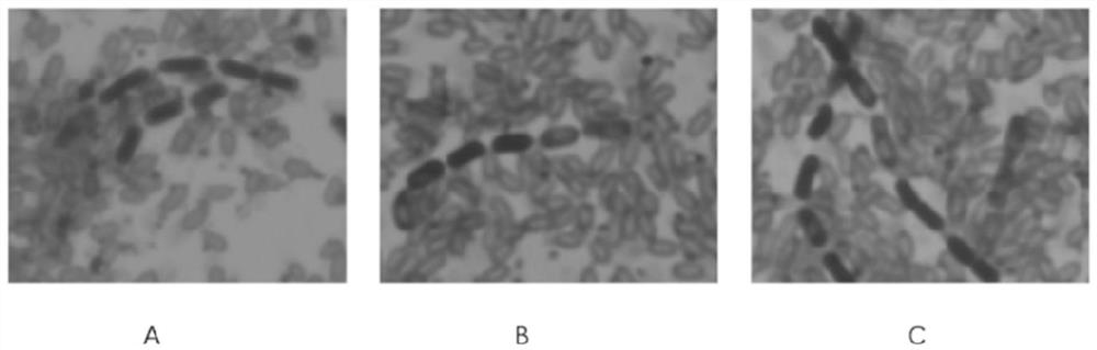 New bacillus strain HSY204 and insecticidal genes and application thereof