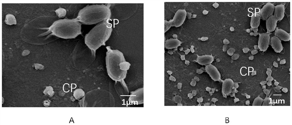 New bacillus strain HSY204 and insecticidal genes and application thereof