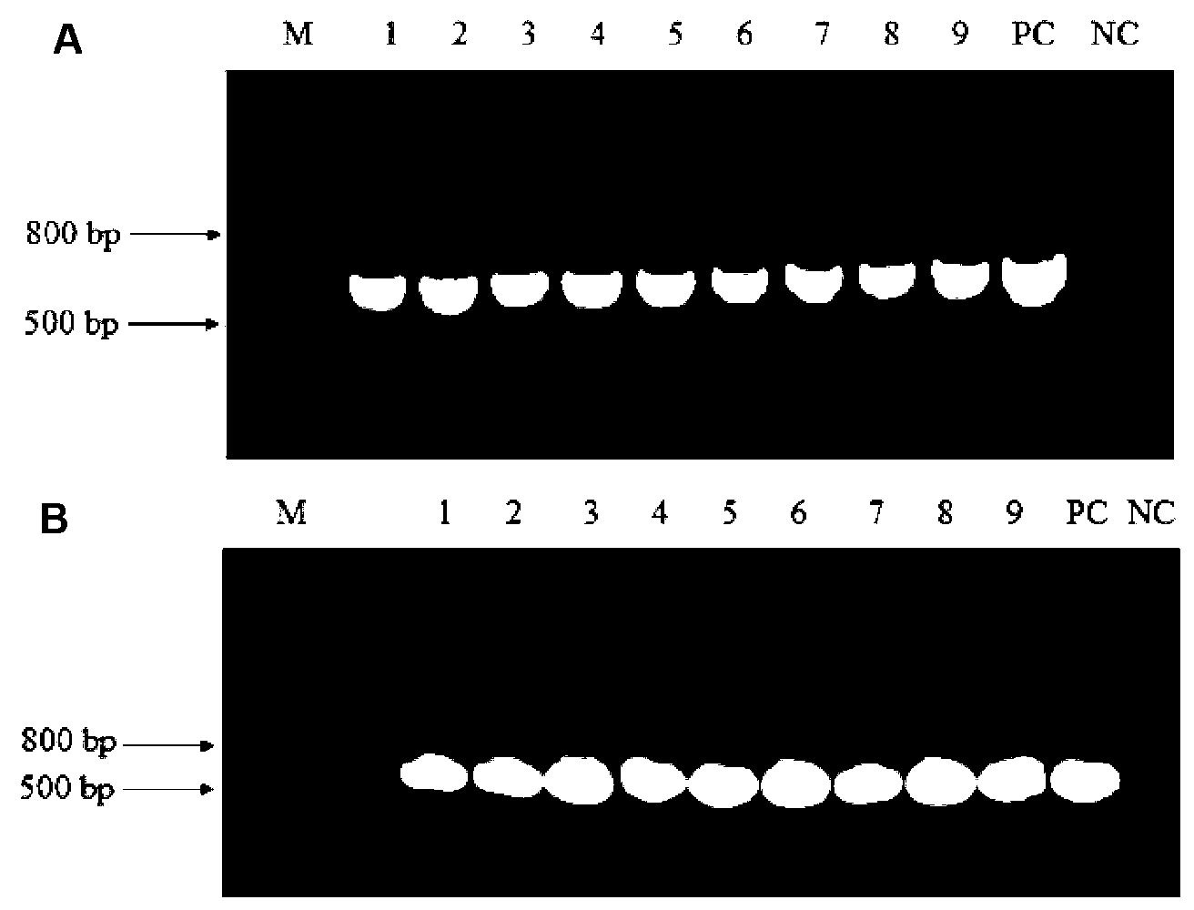 Method for optimizing conjugated linoleic acid synthesis by using Yarrowia lipolytica yeast recombinant strain based on genetic engineering strategy