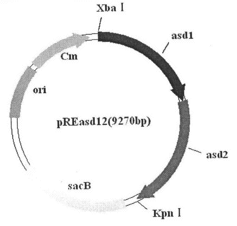 Recombinant Salmonella choleraesuis for expressing surface antigen gene sao of streptococcus suis type 2, vaccine and application