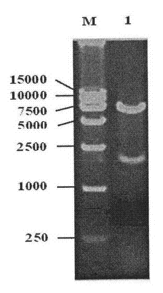 Recombinant Salmonella choleraesuis for expressing surface antigen gene sao of streptococcus suis type 2, vaccine and application