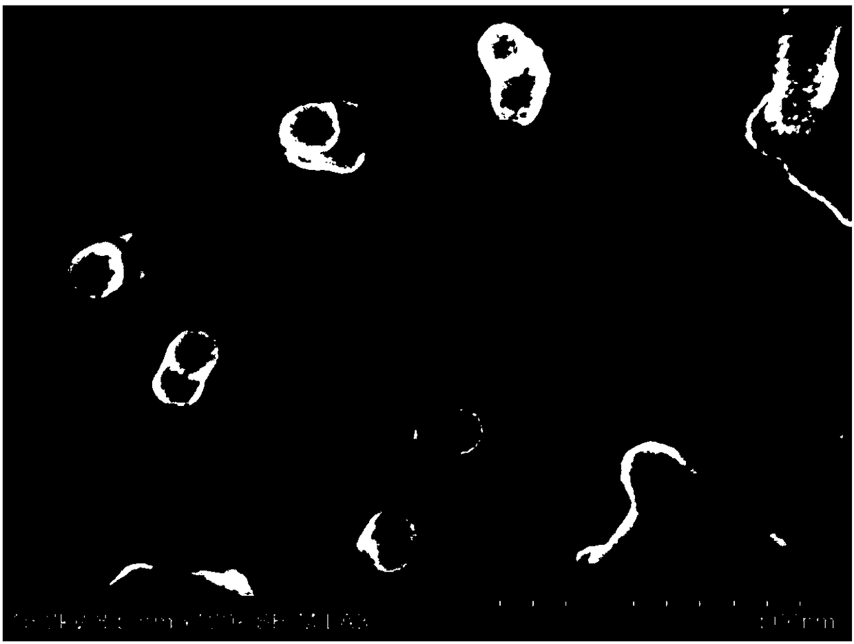 High-throughput composite filter membrane based on inner hole property of carbon nanotubes and preparation method