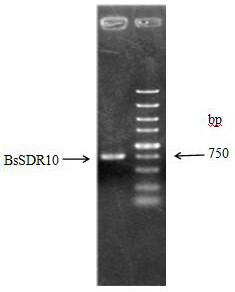 A kind of short-chain dehydrogenase and its application