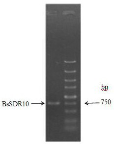 A kind of short-chain dehydrogenase and its application