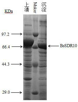 A kind of short-chain dehydrogenase and its application