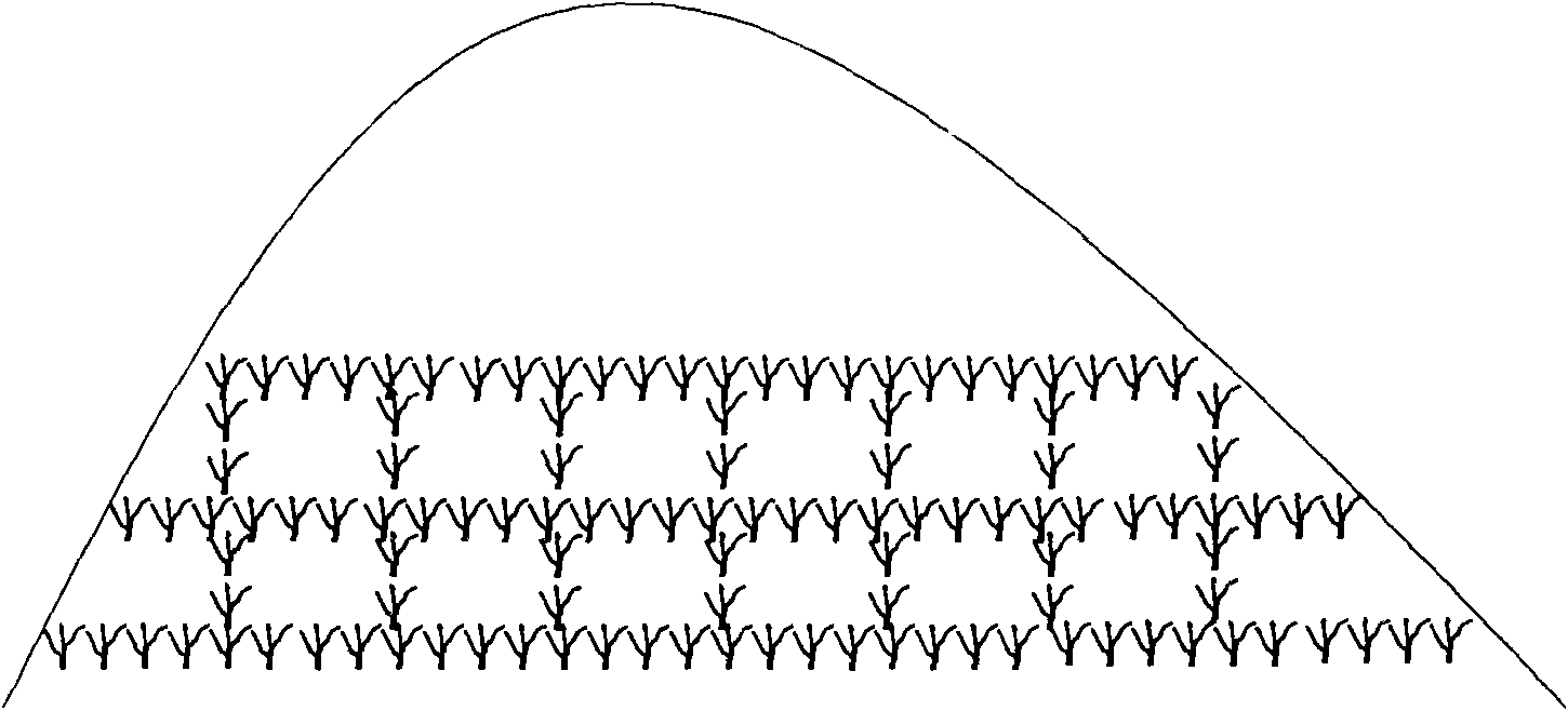 Sand stabilizing method for direct-seeding plant living sand barrier