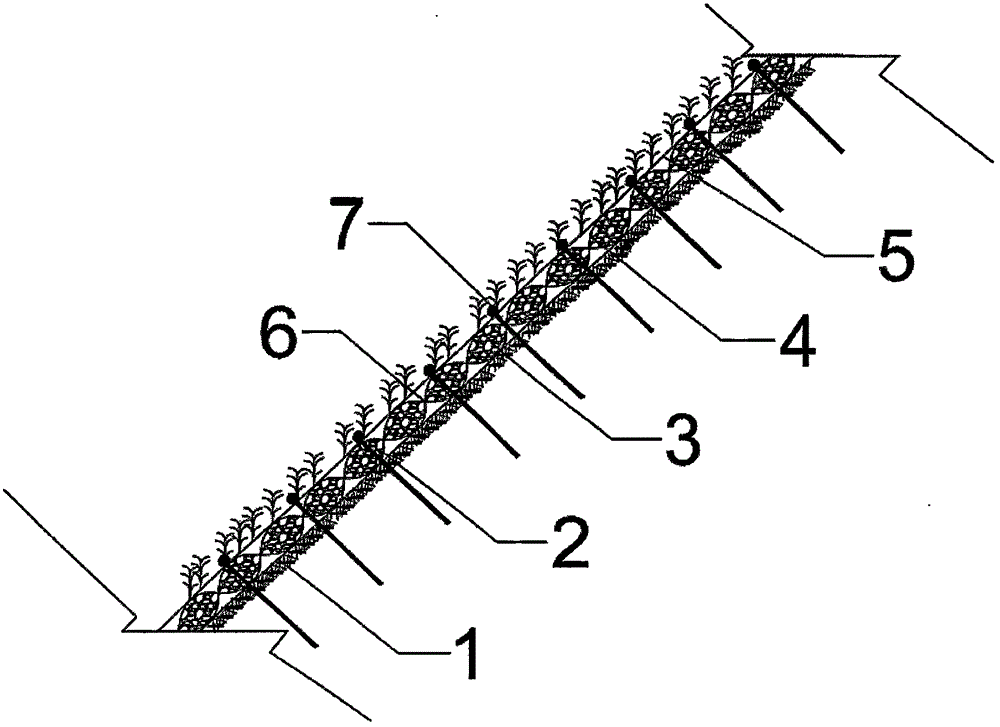 Slope ecology protection vegetation blanket