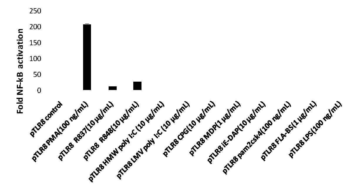 NF-kappaB dual-luciferase report cell capable of stably expressing pig derived TLR8 receptor gene, and construction method of NF-kappaB dual-luciferase report cell