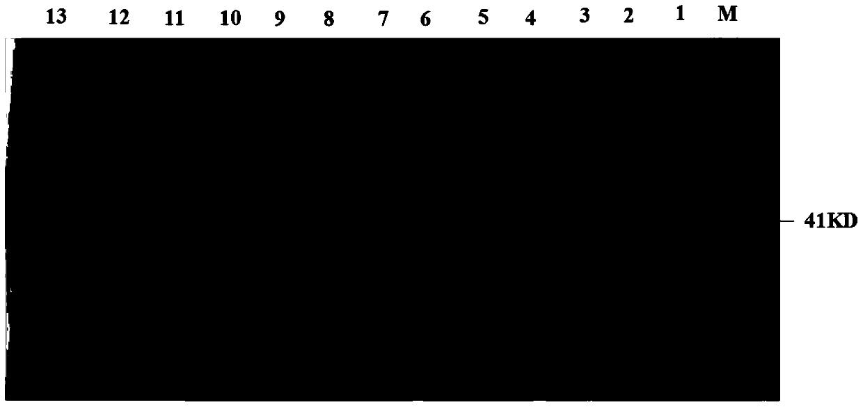 Recombinant alpha protein for inhibiting Clostridium perfringens infection and its preparation method and application