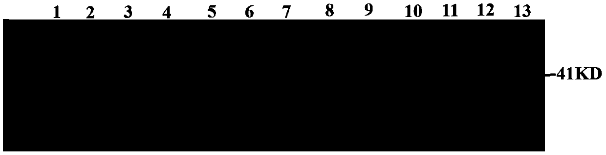 Recombinant alpha protein for inhibiting Clostridium perfringens infection and its preparation method and application