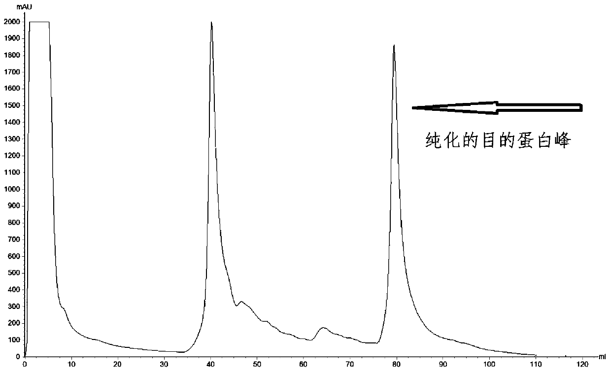 Recombinant alpha protein for inhibiting Clostridium perfringens infection and its preparation method and application