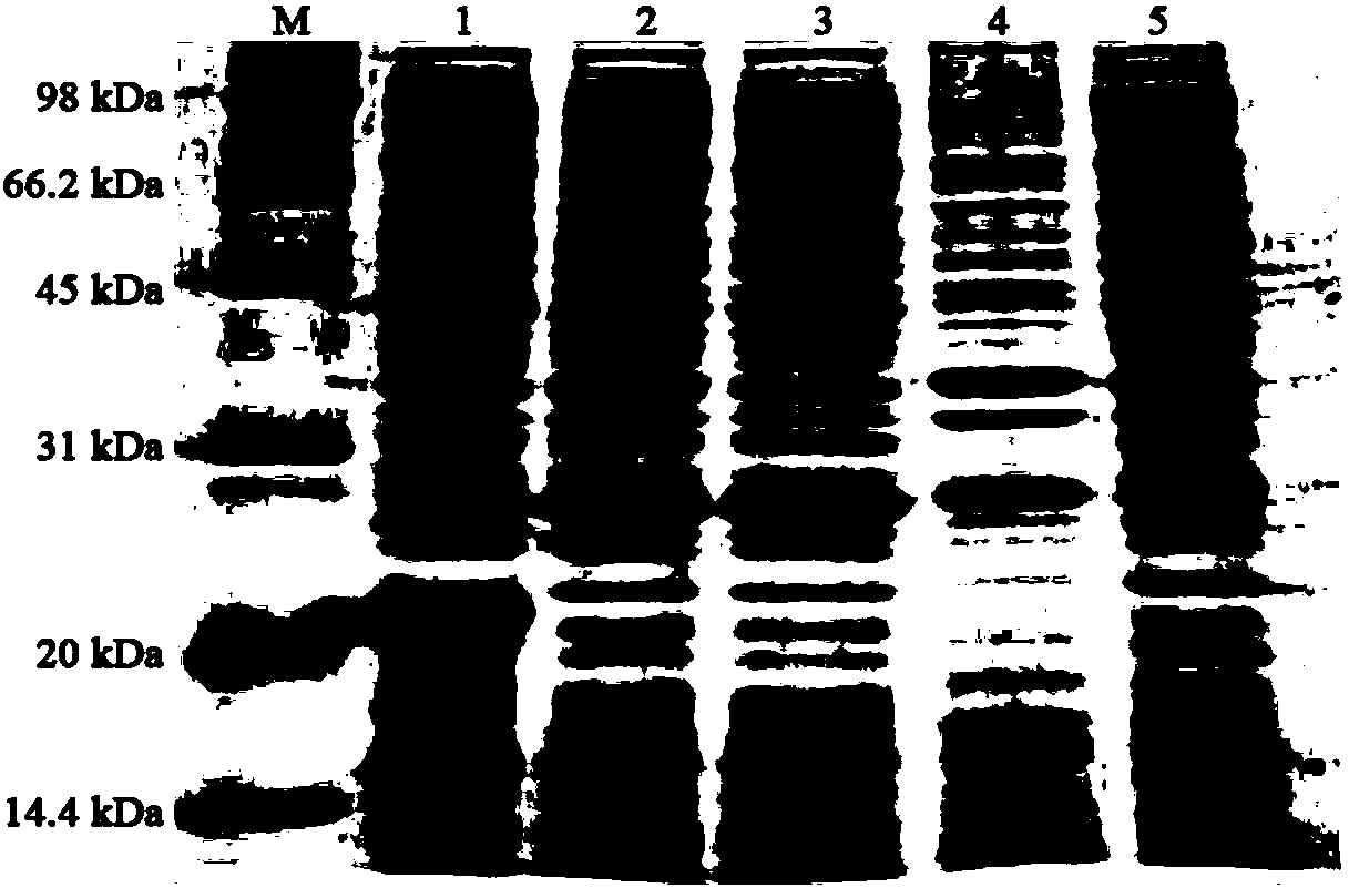 Tumor acidity responsive autophagy-induced polypeptide as well as preparation method and application thereof