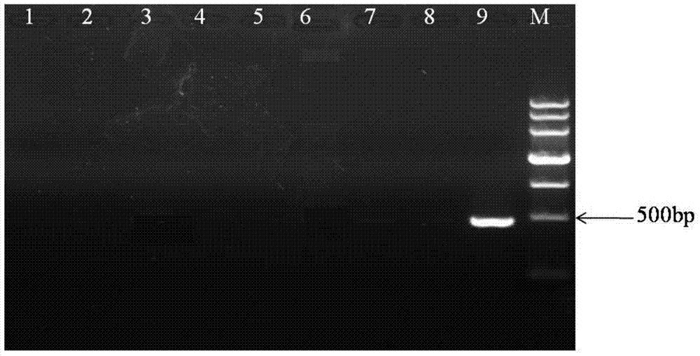 Detecting method for Cronobacter sakazakii as well as kit and primers used in detecting method