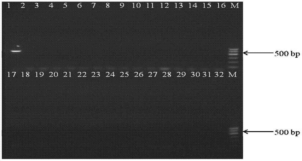 Detecting method for Cronobacter sakazakii as well as kit and primers used in detecting method