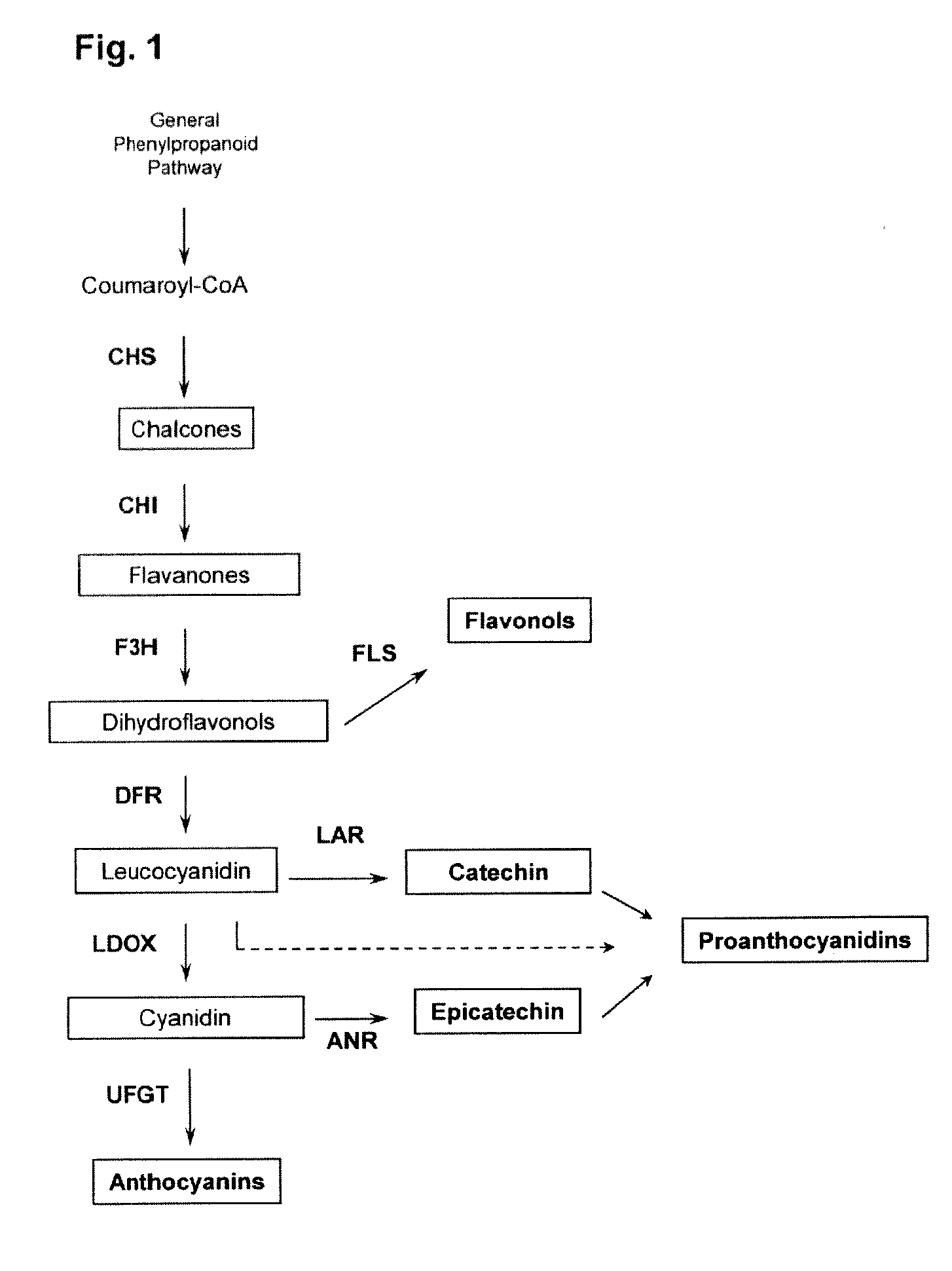 Novel gene encoding myb transcription factor involved in proanthocyanidin synthesis