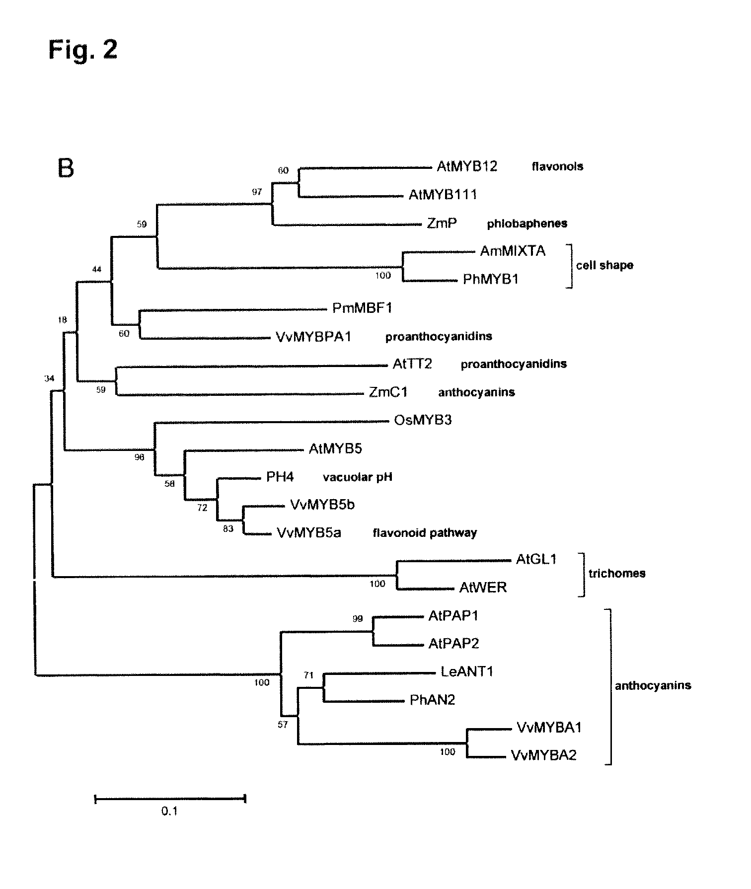 Novel gene encoding myb transcription factor involved in proanthocyanidin synthesis