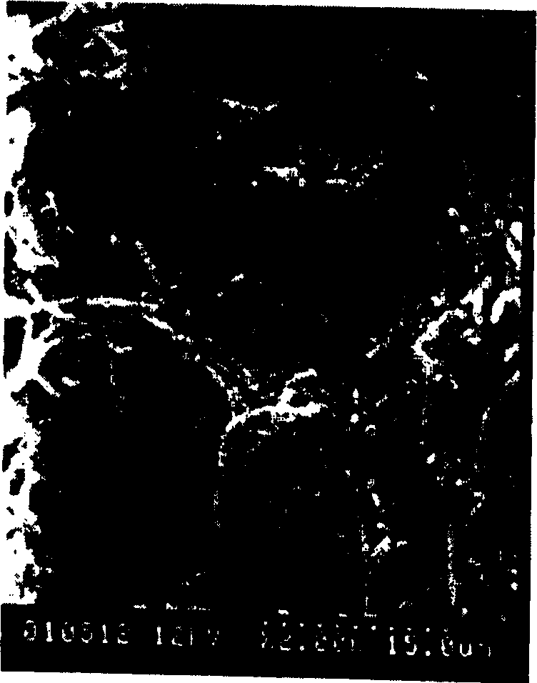 Process for decolouring by co-metabolism of immobilized bionts