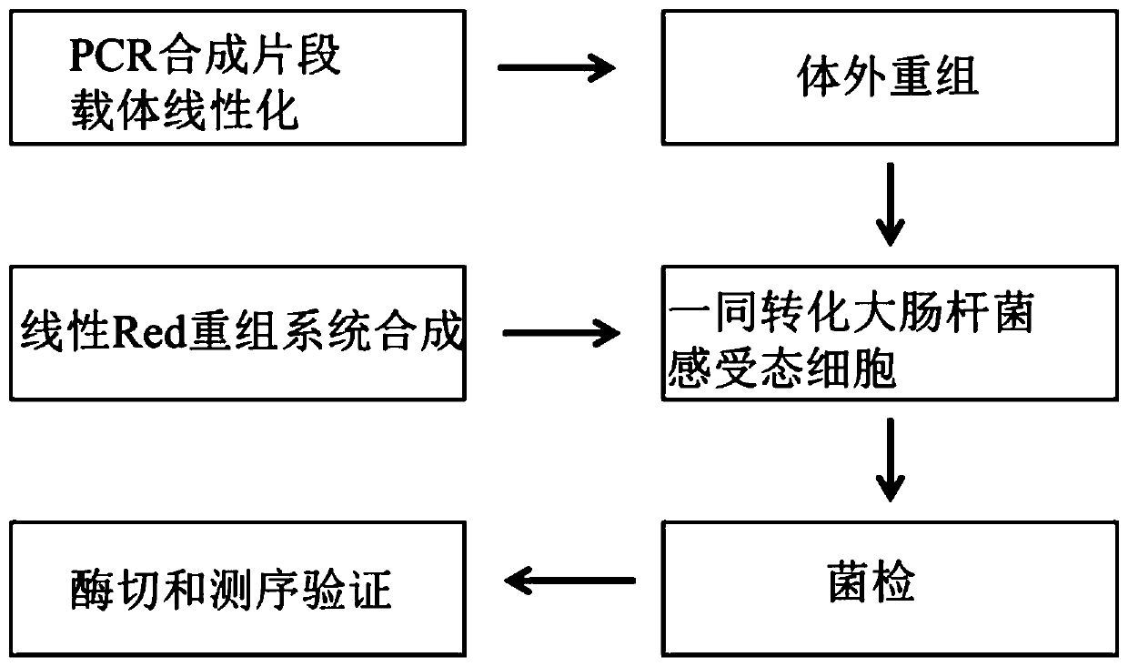 Super-large plasmid construction kit, super-large plasmid construction method and application thereof