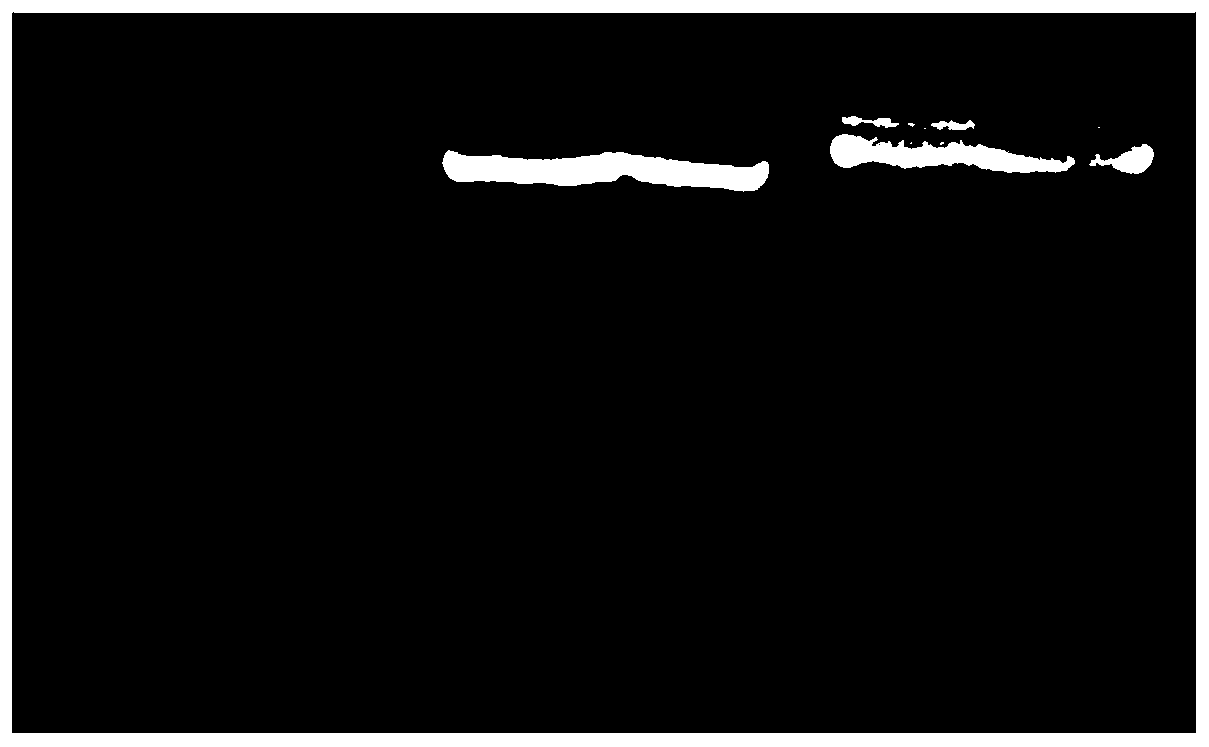 Super-large plasmid construction kit, super-large plasmid construction method and application thereof