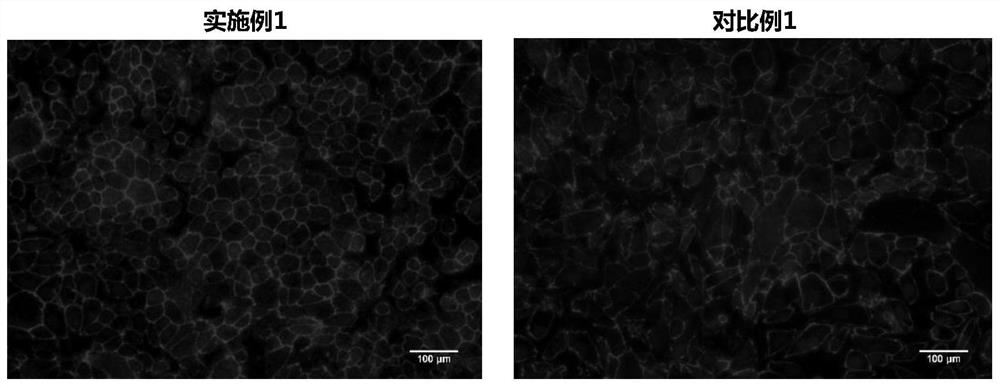 A kind of rpe cell sheet and its application and preparation method