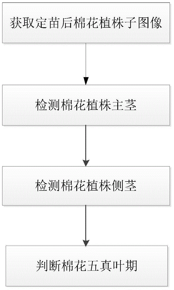 Automatic detection method and system for cotton five-euphylla period