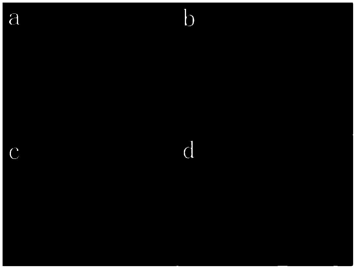 Kit for identifying circulating tumor cells by combining TCPP with CEP probe and application