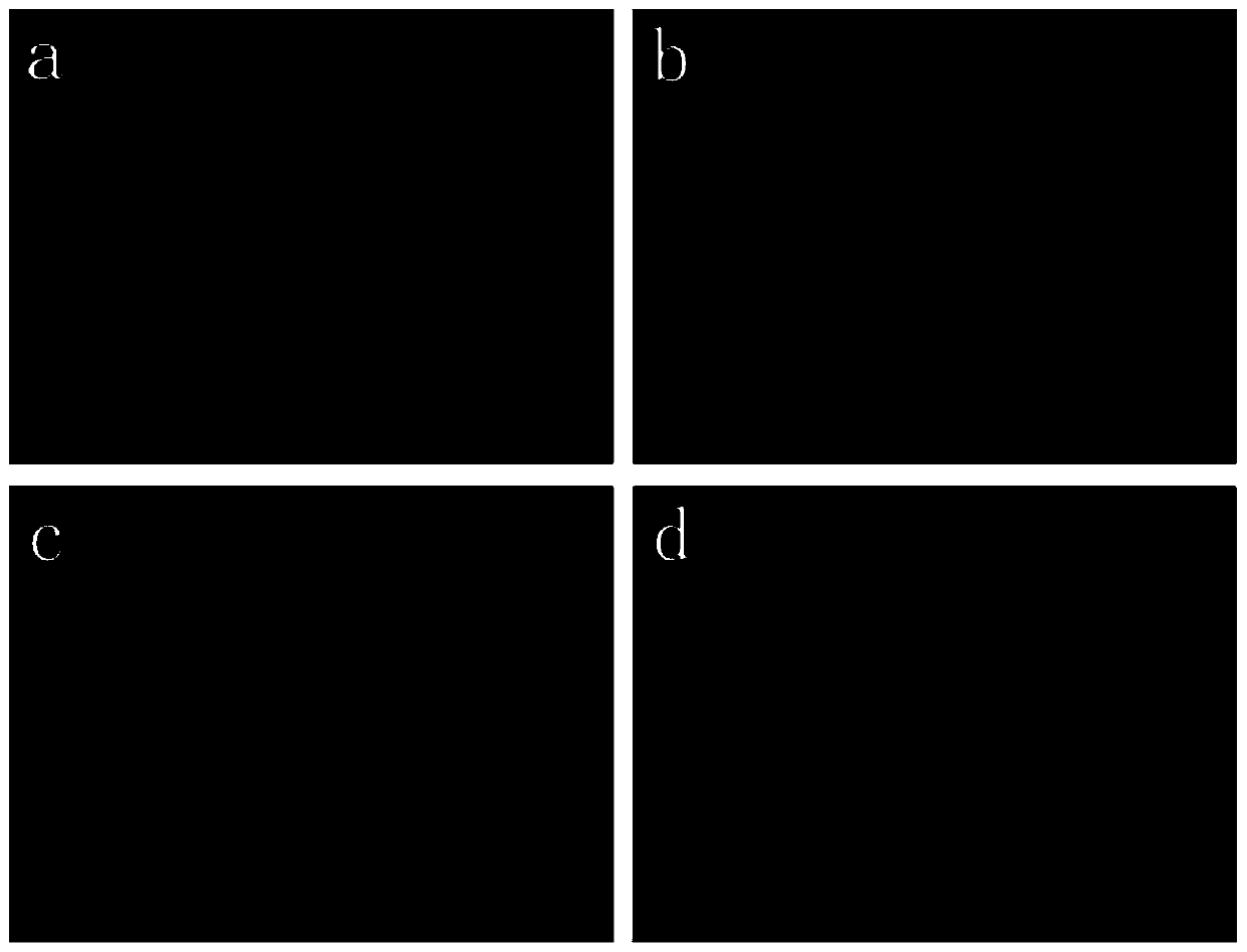 Kit for identifying circulating tumor cells by combining TCPP with CEP probe and application