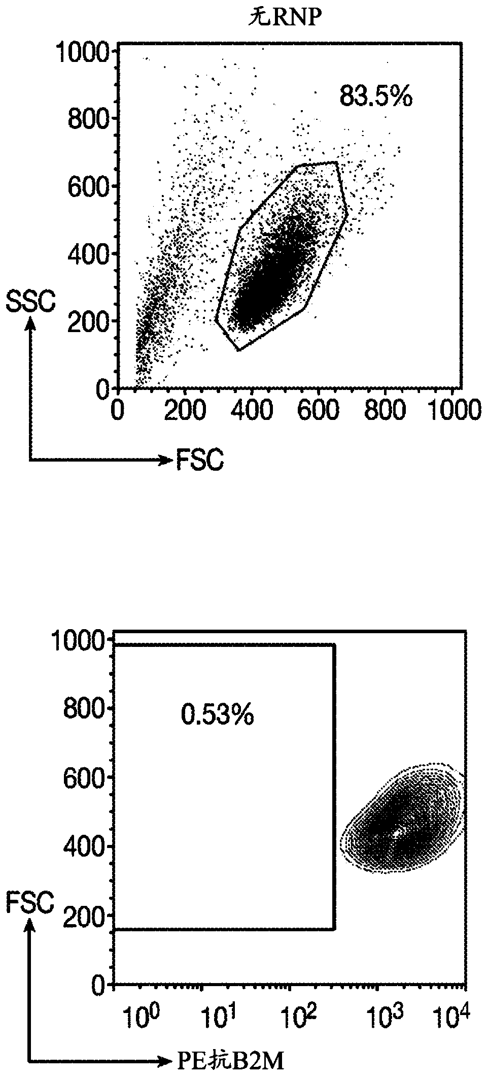 Immortalized car-t cells genetically modified to eliminate t-cell receptor and beta2-microglobulin expression