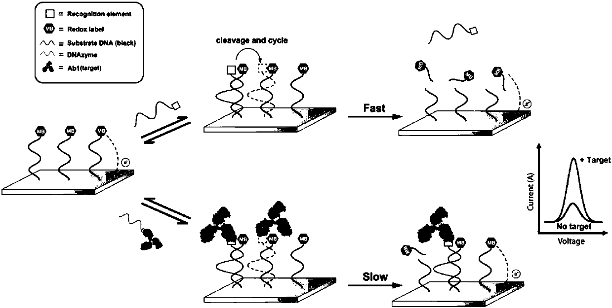 An electrochemical sensor based on a dynamic sandwich structure and its preparation and application