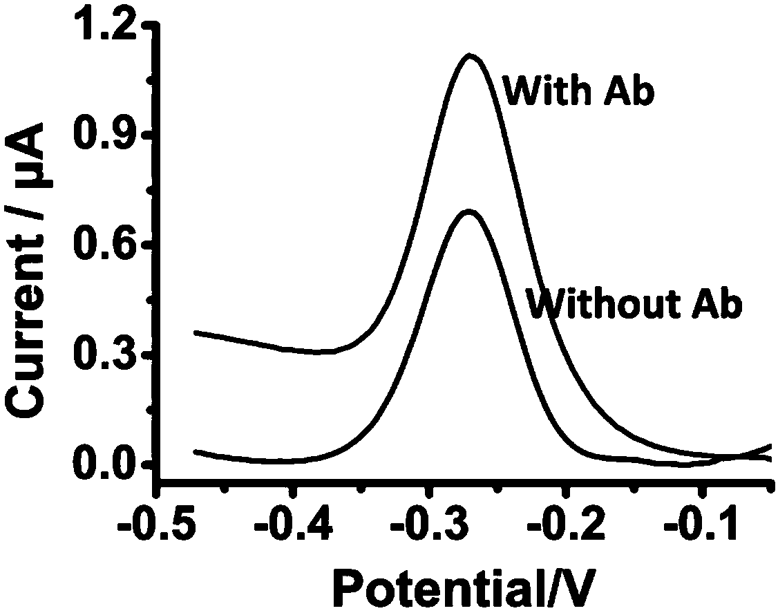 An electrochemical sensor based on a dynamic sandwich structure and its preparation and application