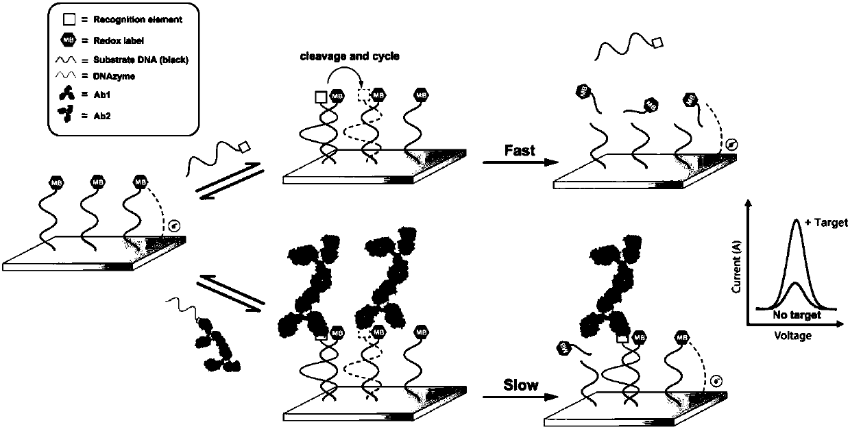 An electrochemical sensor based on a dynamic sandwich structure and its preparation and application