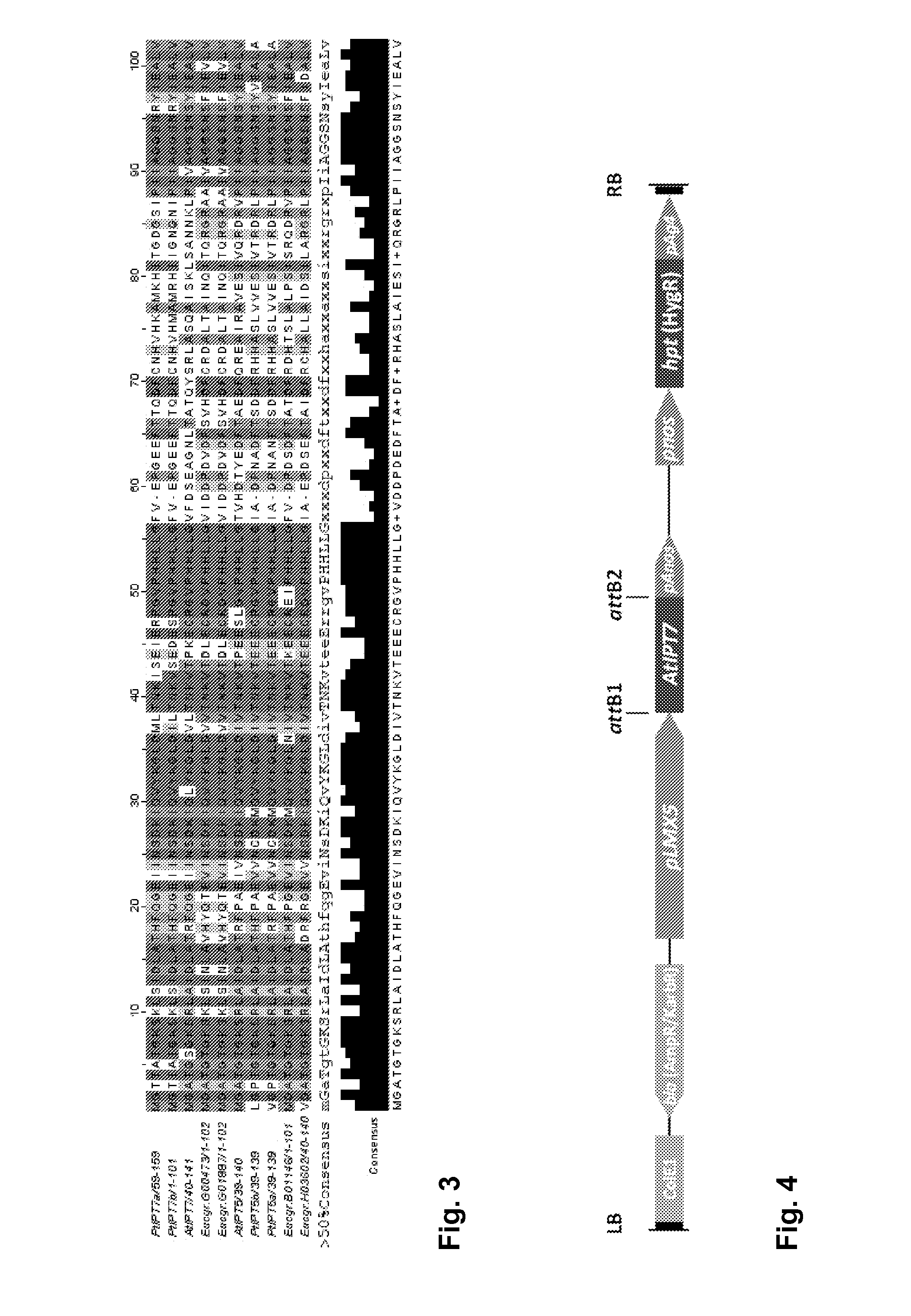 Method for improving stem volume growth and biomass production in trees