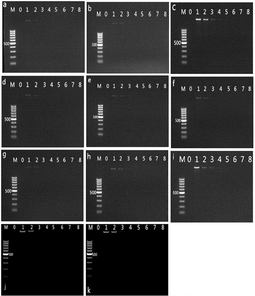 Multiple PCR kit for detecting transgenic soybeans and detection method