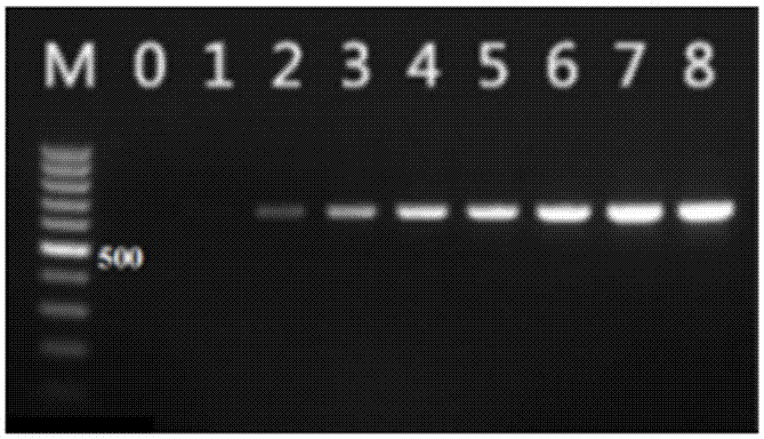 Multiple PCR kit for detecting transgenic soybeans and detection method