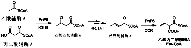 Method for constructing engineering strain with high yield of FK520 and strain with high yield of Streptomyces hygroscopicus