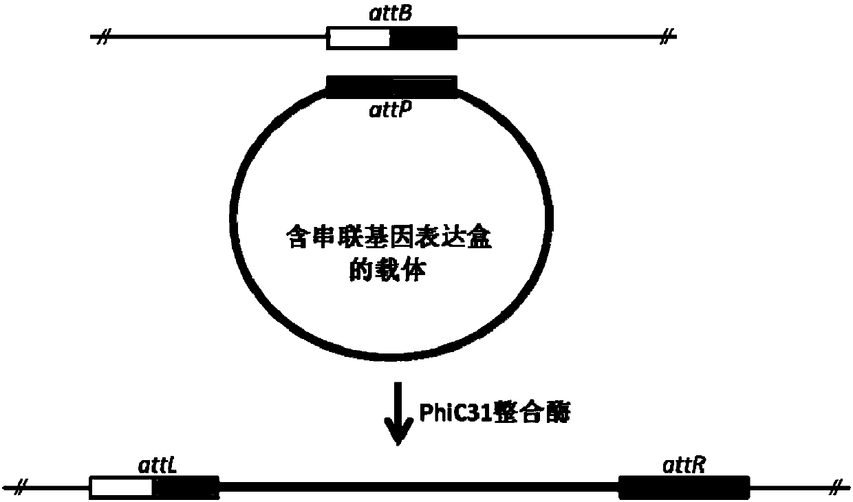 Method for constructing engineering strain with high yield of FK520 and strain with high yield of Streptomyces hygroscopicus