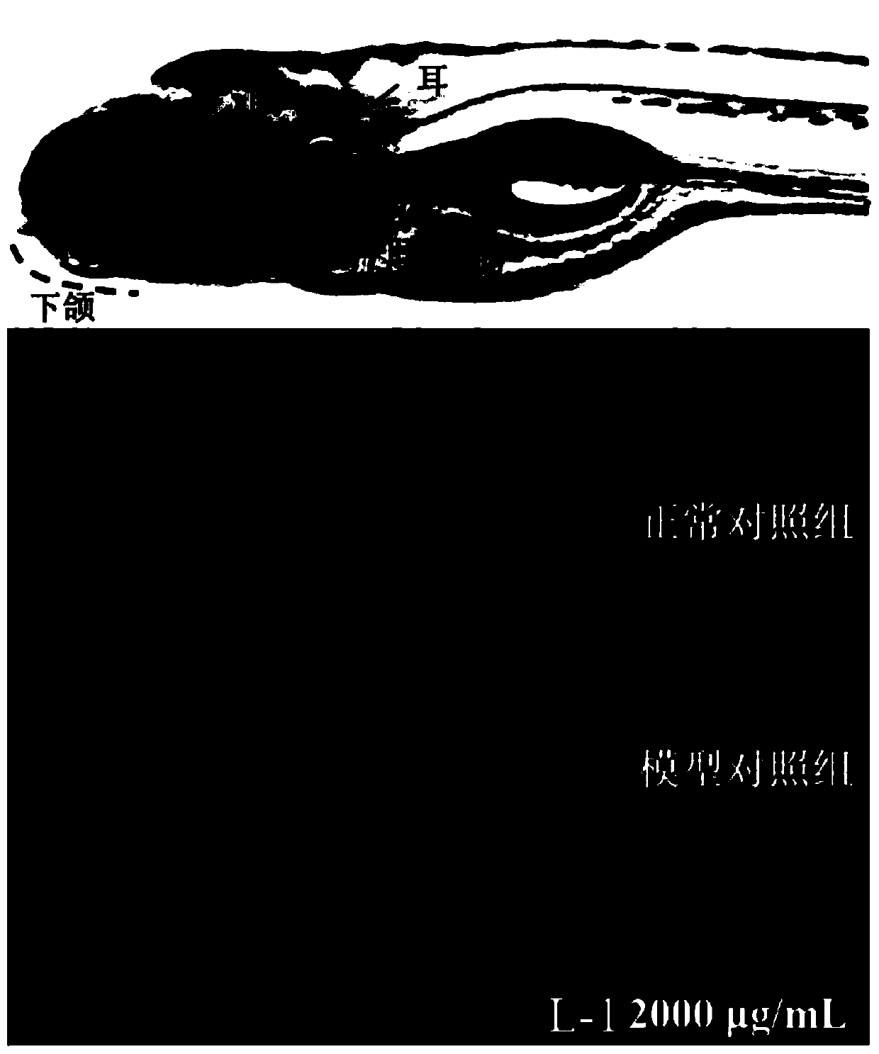 Vigna radiata oligopeptide powder and preparation method thereof