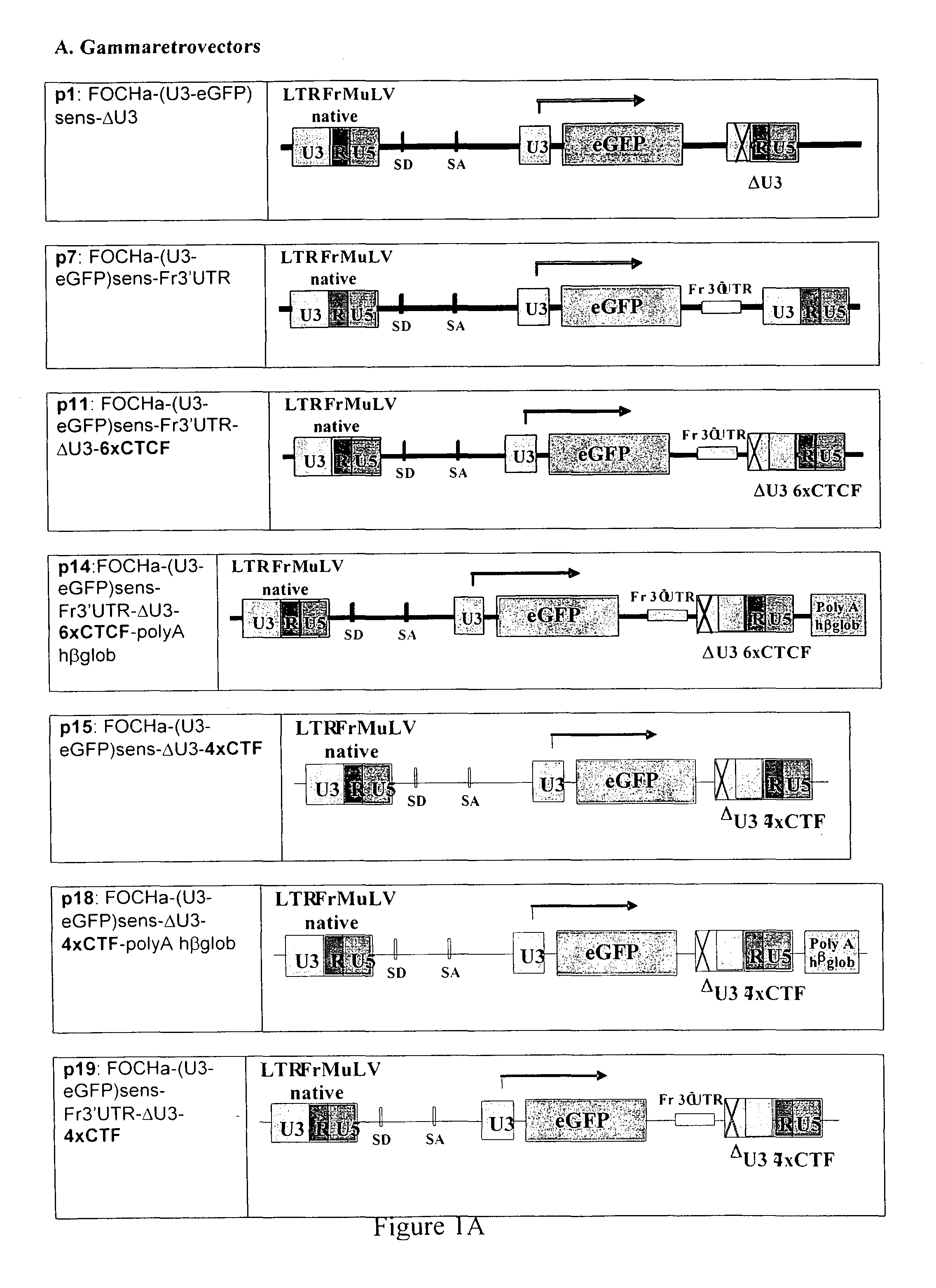 Gene transfer vectors comprising genetic insulator elements and methods to identify genetic insulator elements