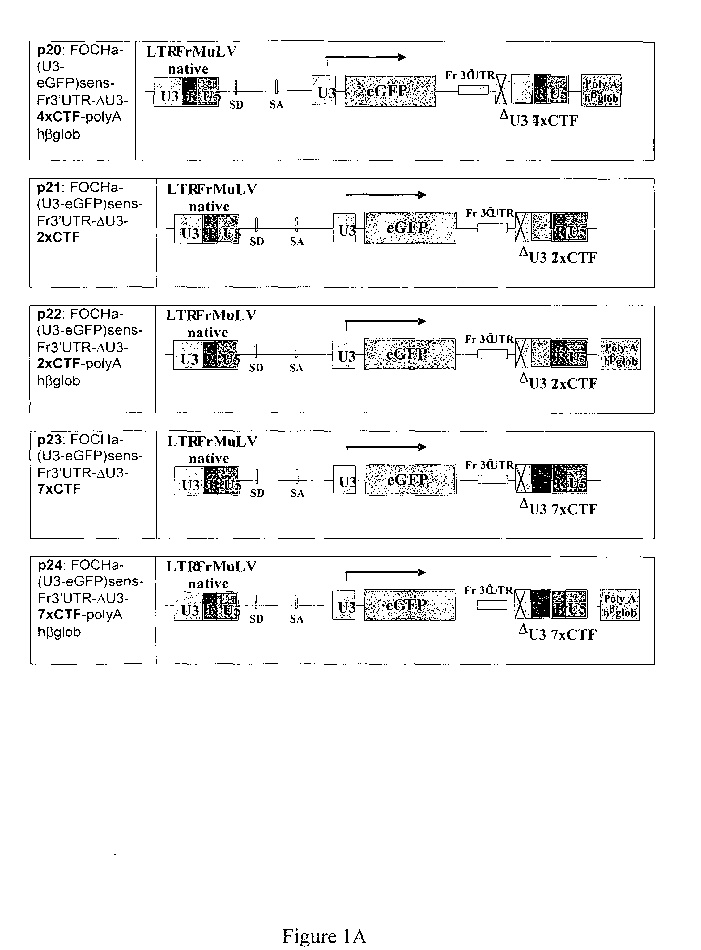 Gene transfer vectors comprising genetic insulator elements and methods to identify genetic insulator elements